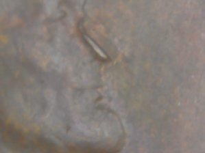 1955-P-No-Nose-Lincoln.--Stuck-Though-Or-Die-Cud-Or-Amd-Please-Help